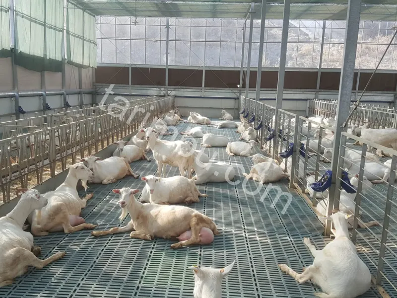 Kiralık Küçükbaş Hayvan Ağılı